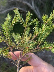 Melaleuca sieberi