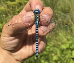 Aeshna affinis