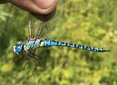 Aeshna affinis