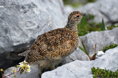 Rock Ptarmigan