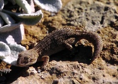 Mediodactylus orientalis