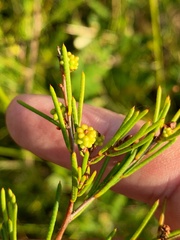 Melaleuca nodosa