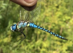 Aeshna affinis