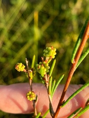 Melaleuca nodosa