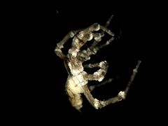 Beauveria bassiana