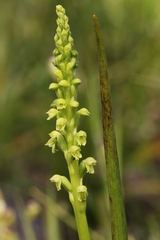 Microtis frutetorum