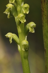 Microtis frutetorum