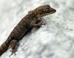 Mediodactylus orientalis