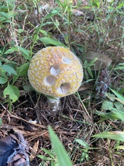 Amanita