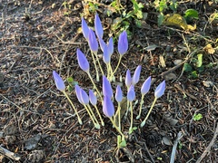 Crocus kotschyanus