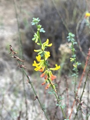 Acmispon glaber glaber