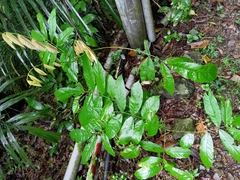 Millettia pachycarpa