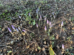 Crocus kotschyanus