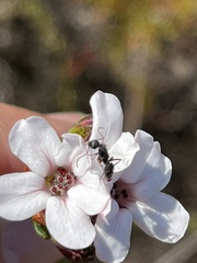 Camponotus niveosetosus