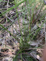 Ptilothrix deusta