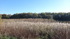 Phragmites australis altissimus