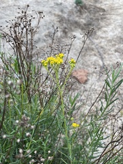 Senecio linearifolius linearifolius