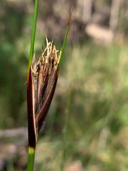 Ptilothrix deusta