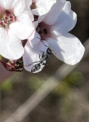 Camponotus niveosetosus