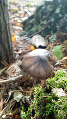 Pluteus exilis