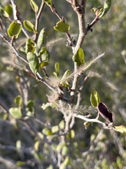 Cercocarpus minutiflorus