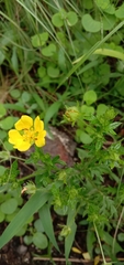 Potentilla chinensis