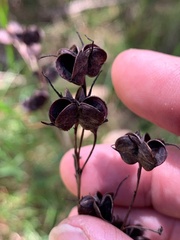 Haemodorum austroqueenslandicum