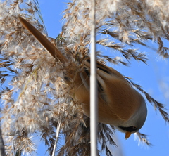 Panurus biarmicus