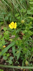 Potentilla chinensis