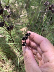 Haemodorum austroqueenslandicum