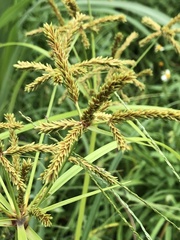 Cyperus imbricatus