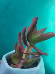 Echeveria rosea