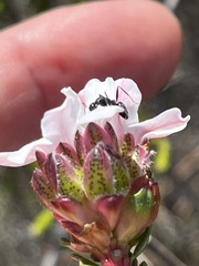 Camponotus niveosetosus