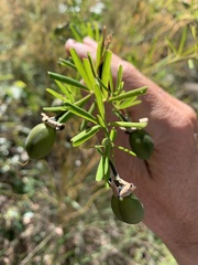 Gompholobium virgatum