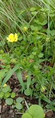 Potentilla chinensis