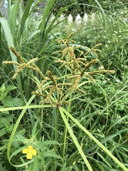 Cyperus imbricatus