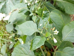 Solanum nigrum