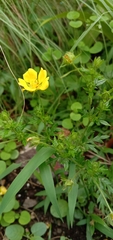Potentilla chinensis
