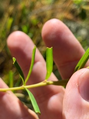 Gompholobium virgatum