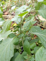 Solanum nigrum