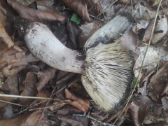 Russula anthracina