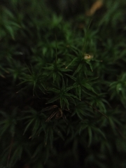 Atrichum undulatum