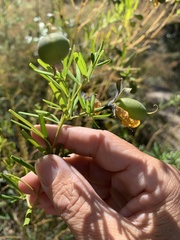 Gompholobium virgatum