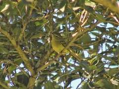 Phylloscartes ventralis