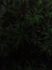 Atrichum undulatum