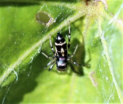 Cosmophasis thalassina