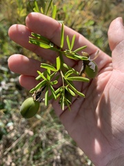 Gompholobium virgatum
