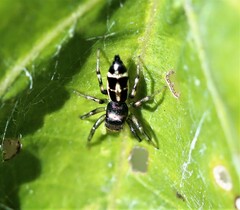 Cosmophasis thalassina