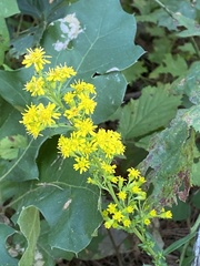 Solidago squarrosa
