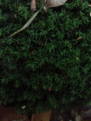 Atrichum undulatum